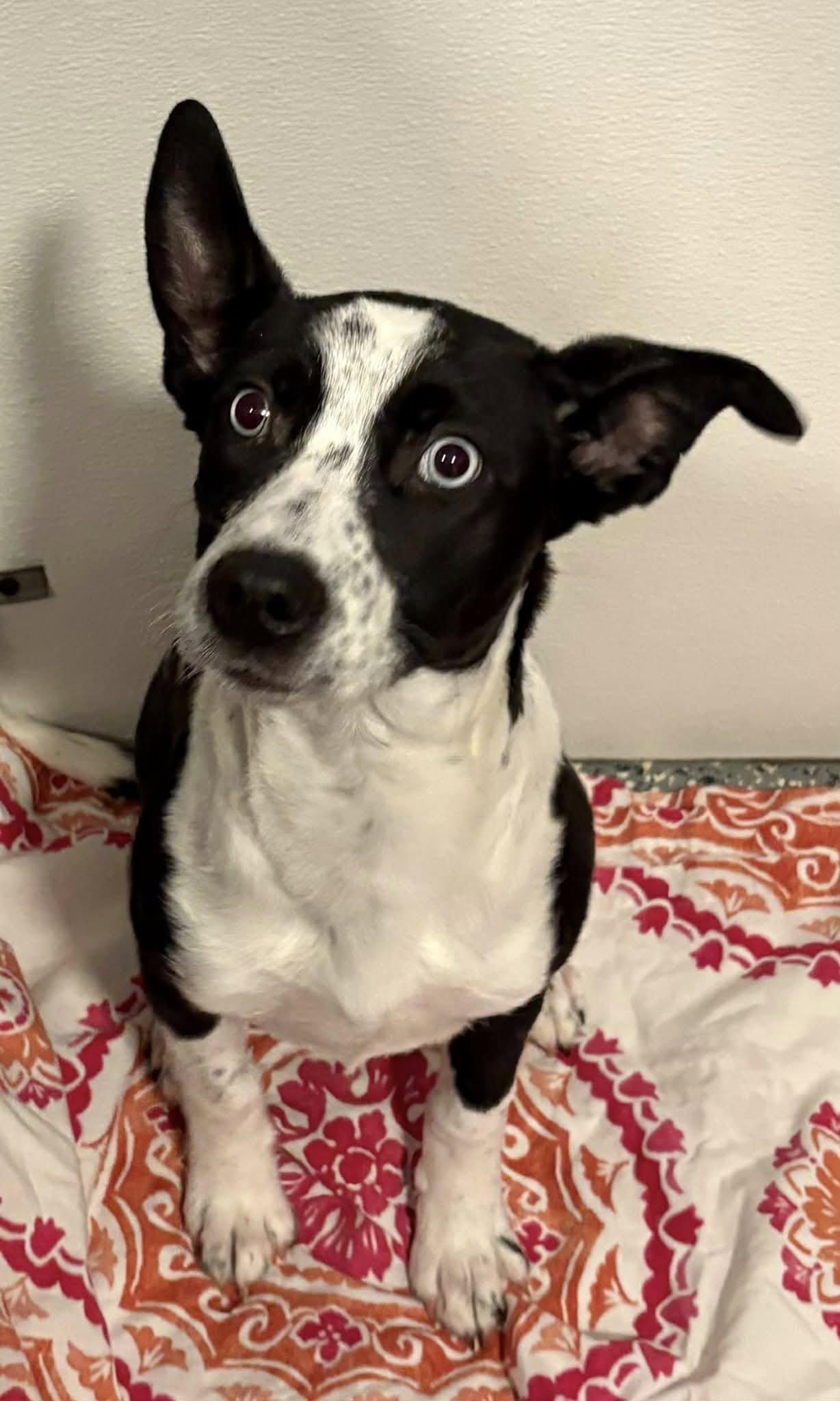 Enlarge Daisy, a Adoptable mixed breed in Oxford, MI image 2/2