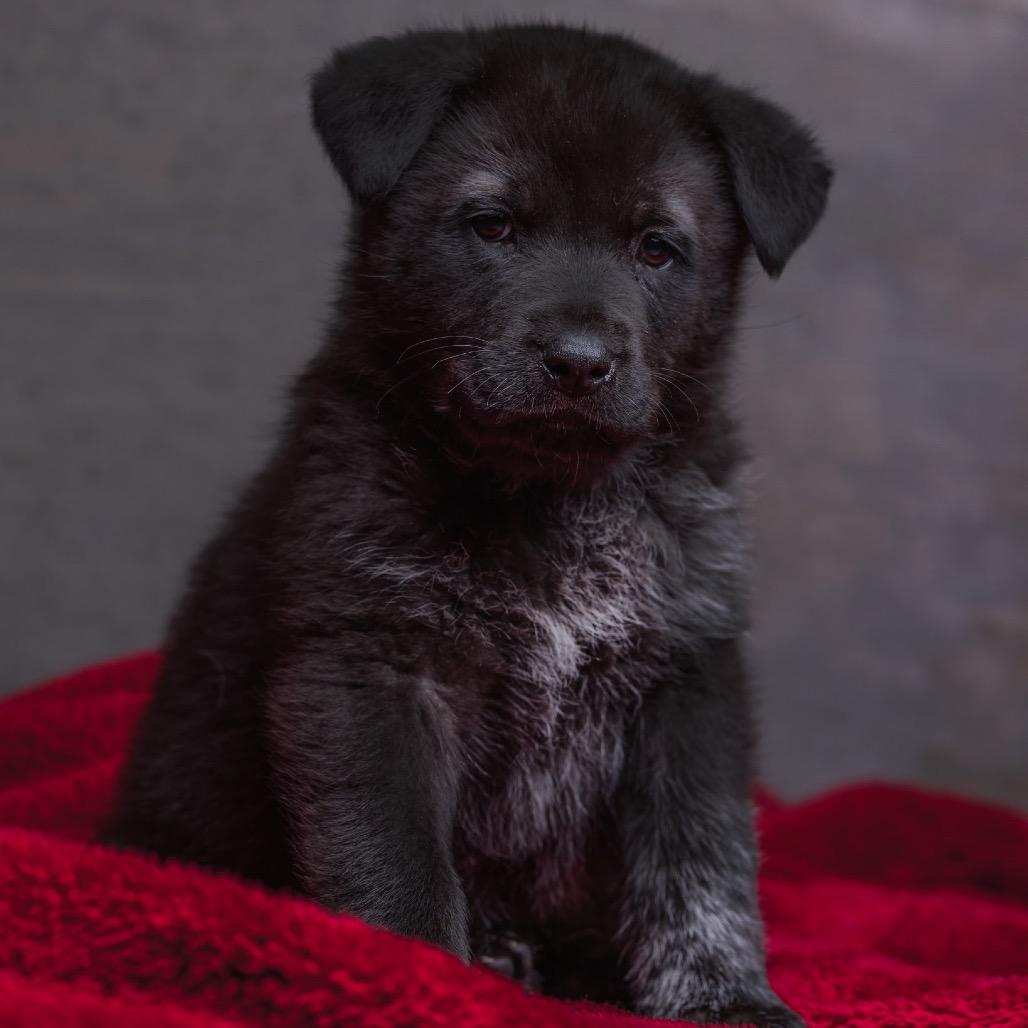 Chuck Roast, Adoptable, Puppy Male Mixed Breed.