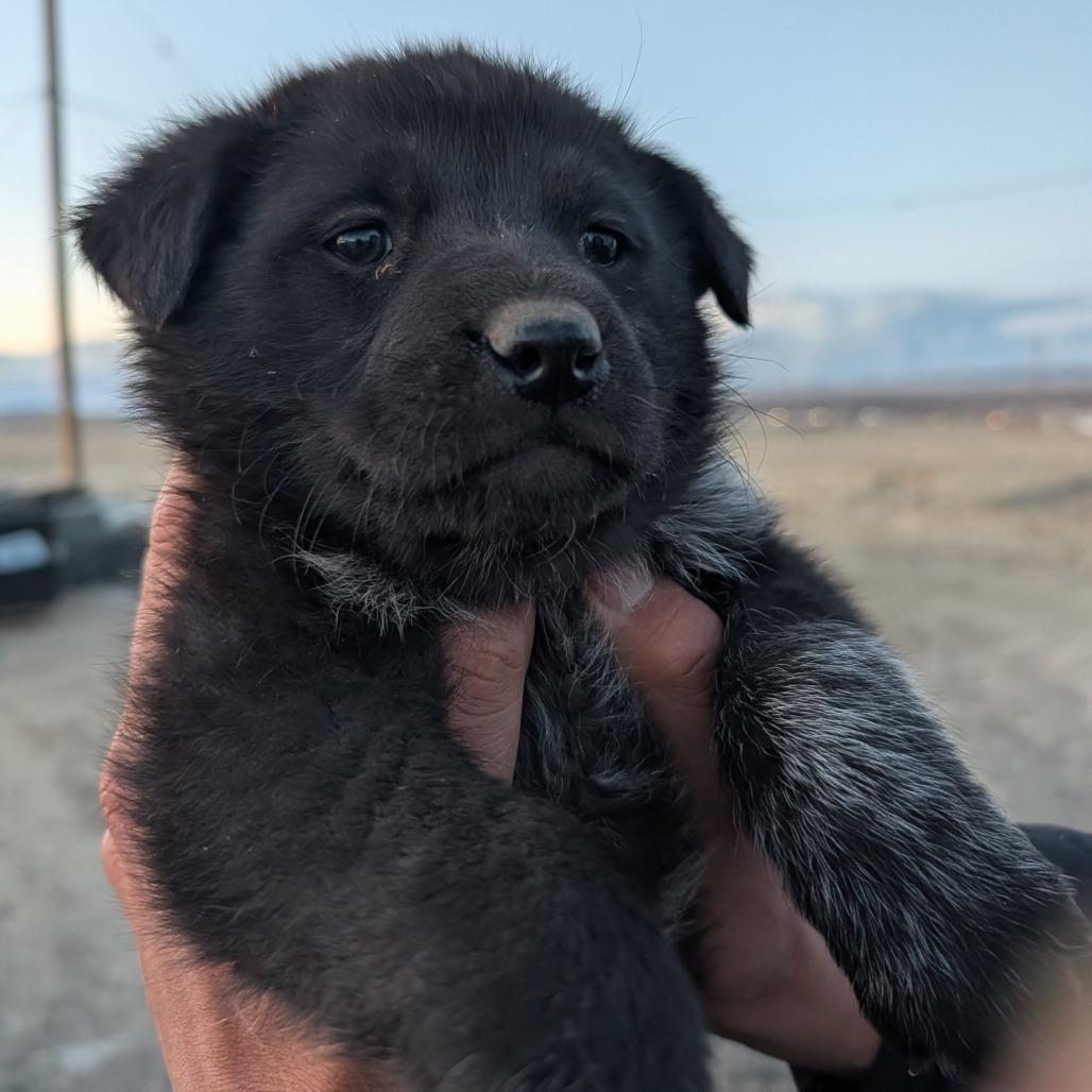 Chuck Roast, a Adoptable Mixed Breed in Park City, UT image 2/2