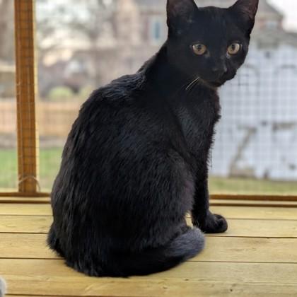 Kit Kat, Adoptable, Kitten Male Domestic Short Hair & Domestic Short Hair.