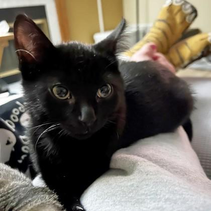 Enlarge Kit Kat, a Adoptable mixed breed in Wheaton, IL image 2/3