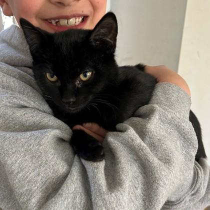 Enlarge Kit Kat, a Adoptable mixed breed in Wheaton, IL image 3/3