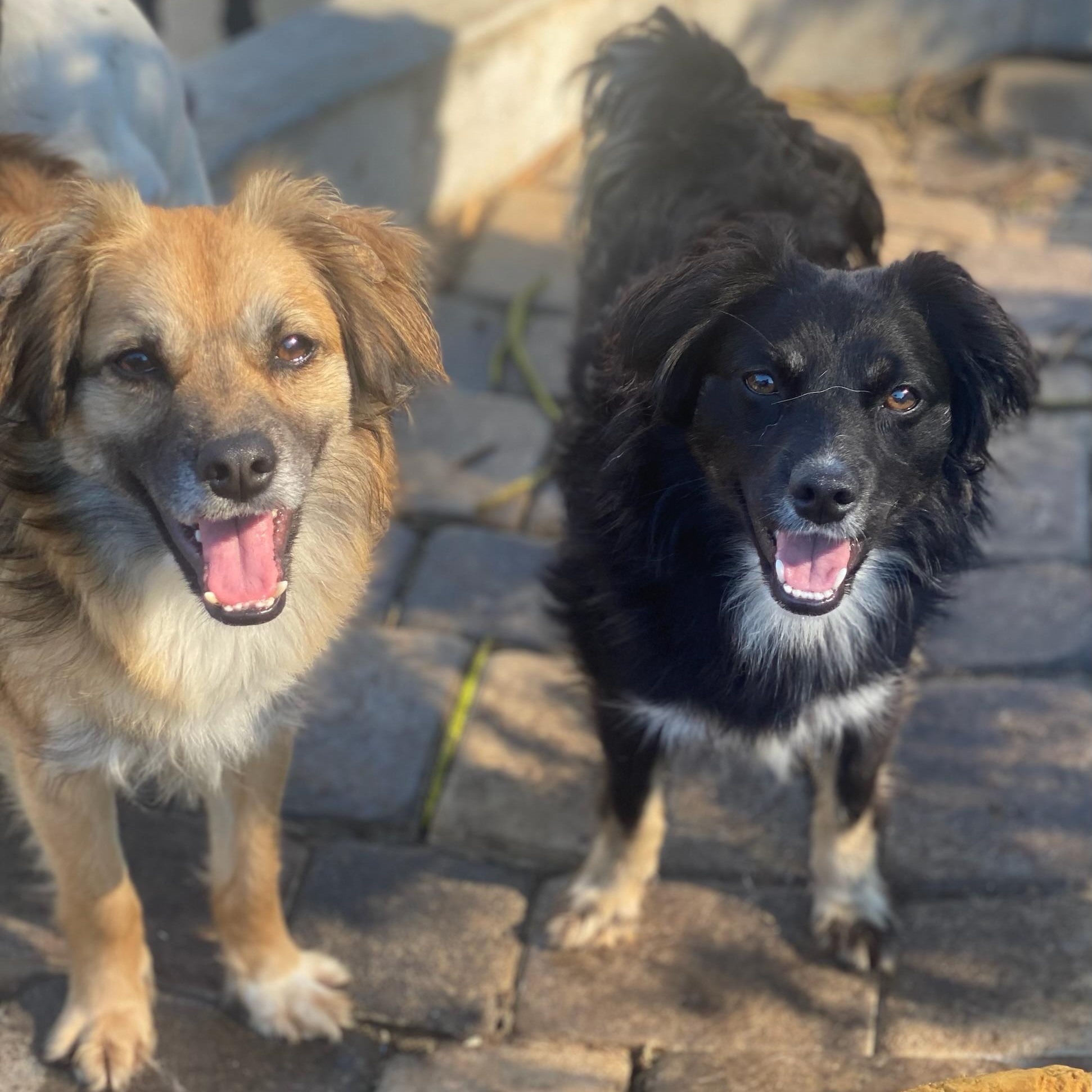 Rocco & Roxie (bonded)