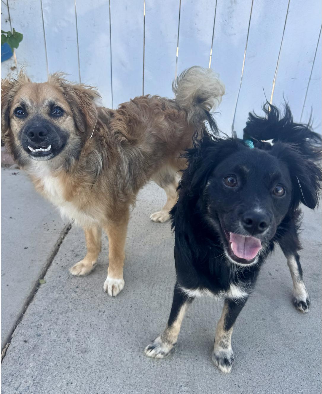 Rocco & Roxie (bonded)