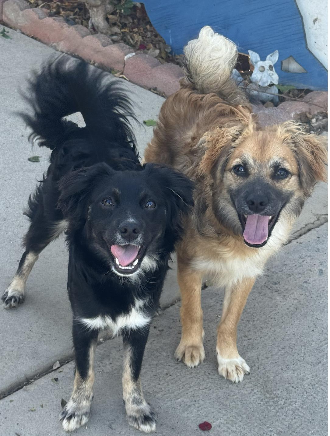 Rocco & Roxie (bonded)