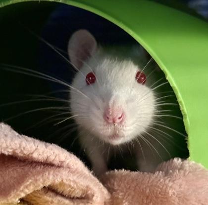 Haedrig, Adoptable, Adult Male Rat.
