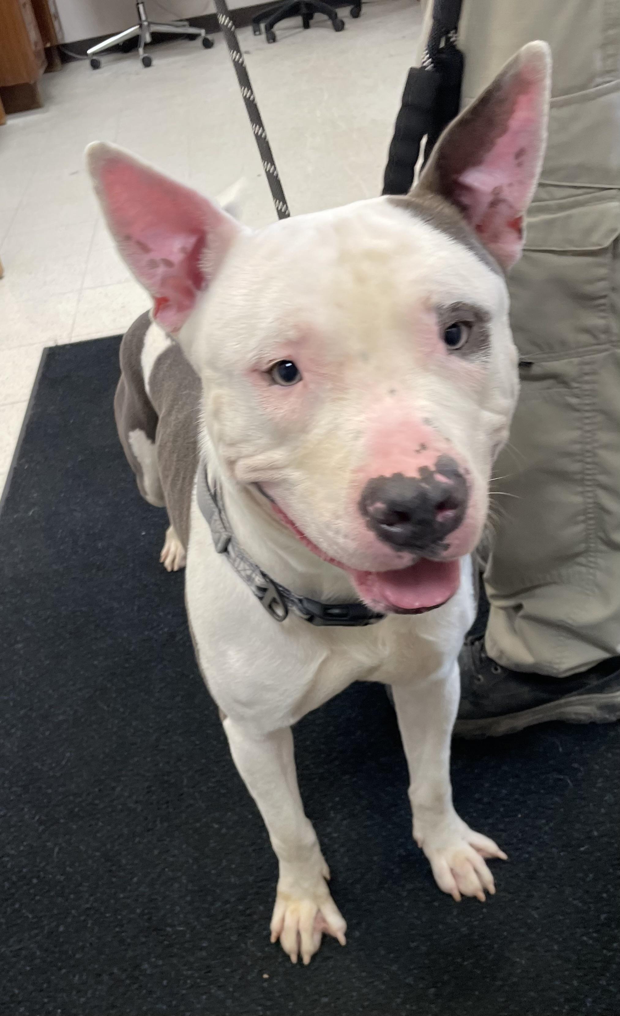 Barry ADOPTED, a ADOPTABLE mixed breed in Canton, OH image 2/6