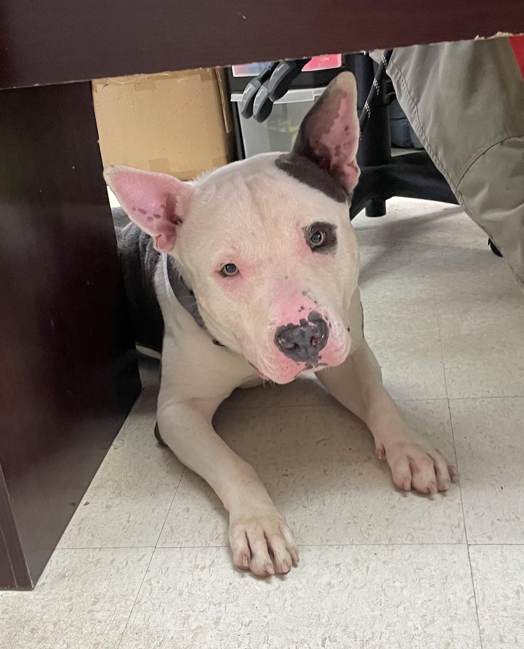 Barry ADOPTED, a ADOPTABLE mixed breed in Canton, OH image 5/6