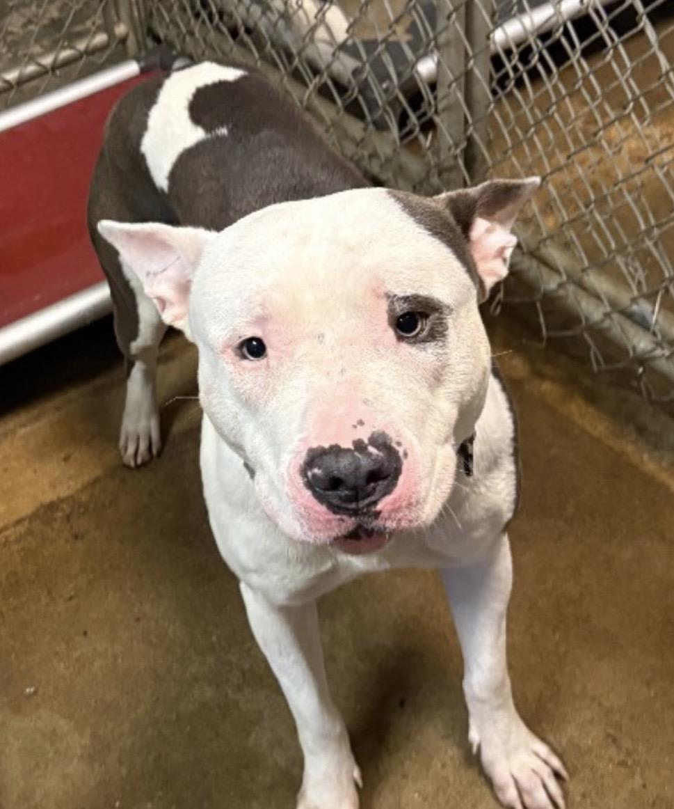 Barry ADOPTED, a ADOPTABLE mixed breed in Canton, OH image 6/6