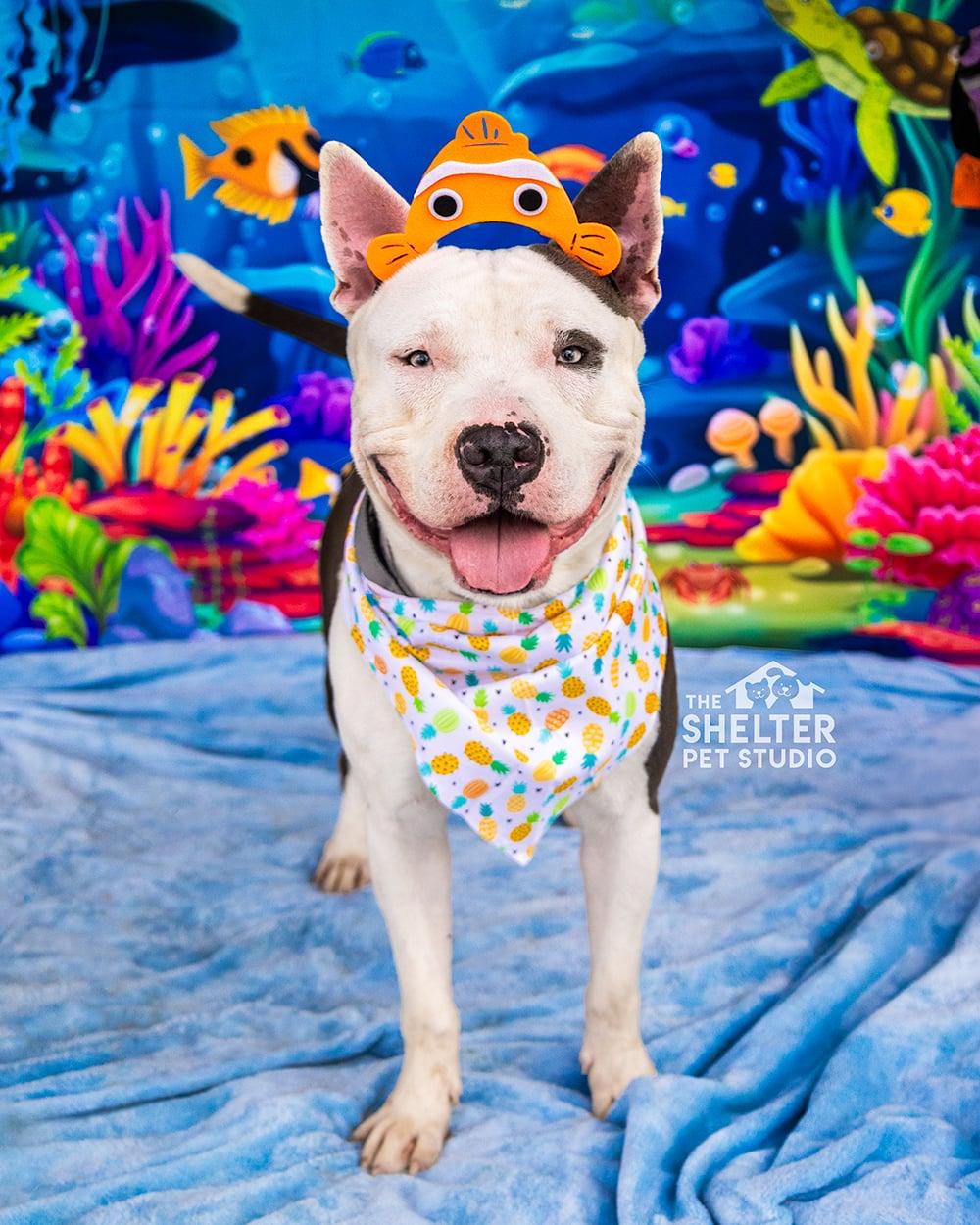 Barry ADOPTED, ADOPTABLE, Young Male American Bully & Bull Terrier.