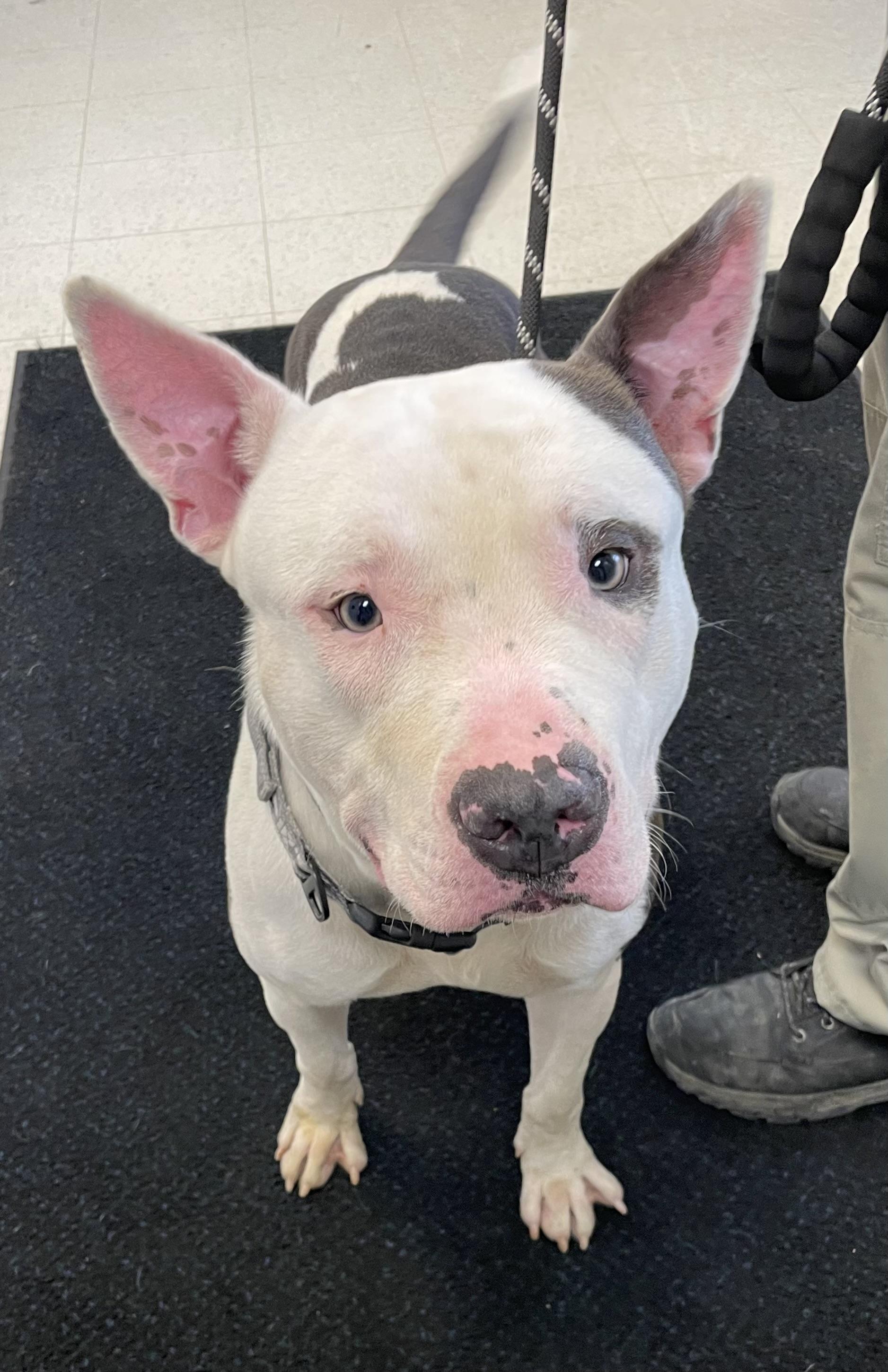 Barry ADOPTED, a ADOPTABLE mixed breed in Canton, OH image 3/6