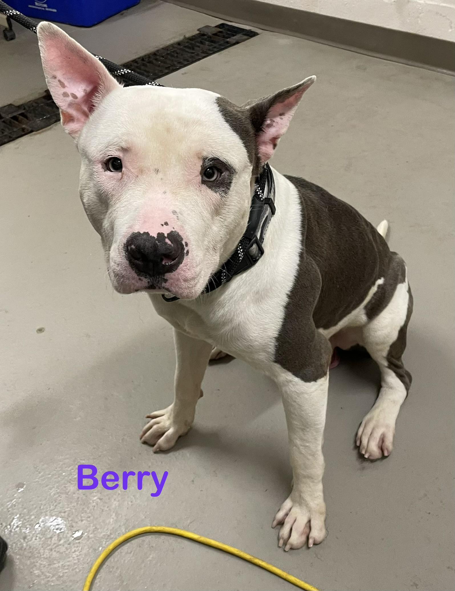 Barry ADOPTED, a ADOPTABLE mixed breed in Canton, OH image 4/6