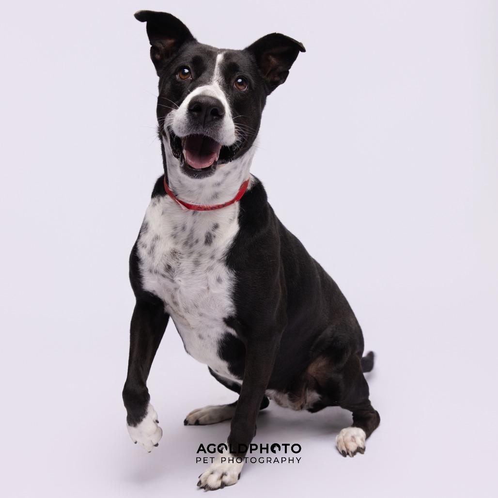 Sadie, Adoptable, Adult Female Retriever & Terrier.