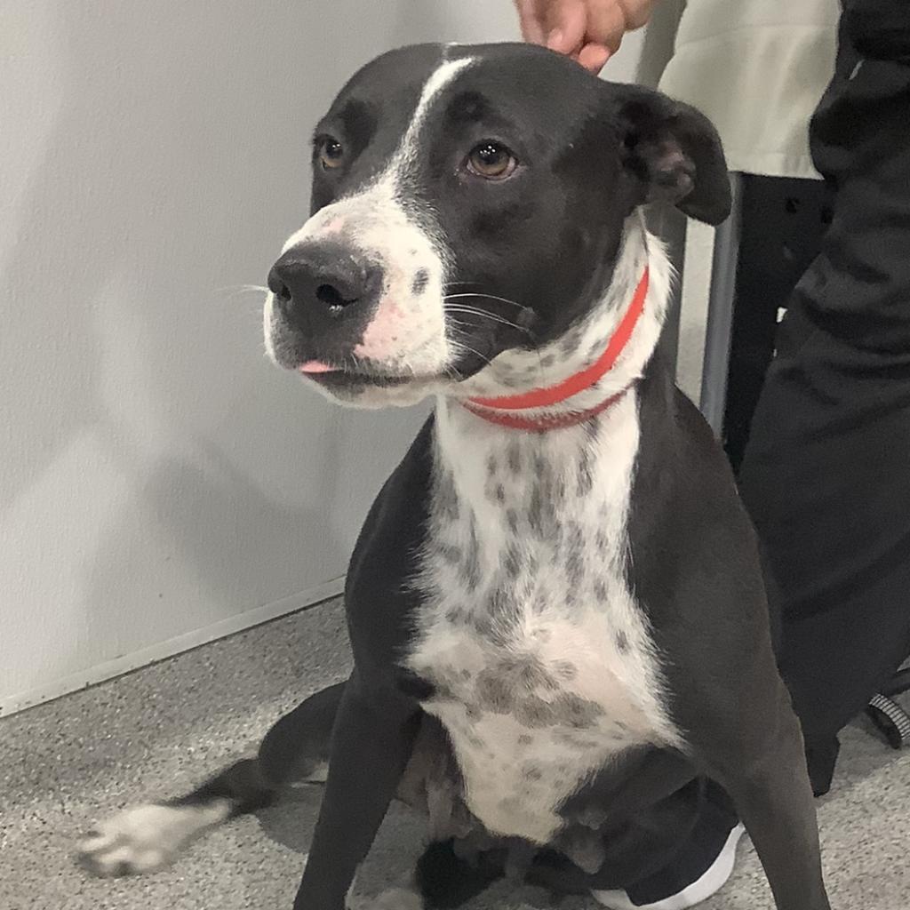 Enlarge Sadie, a Adoptable mixed breed image 2/3