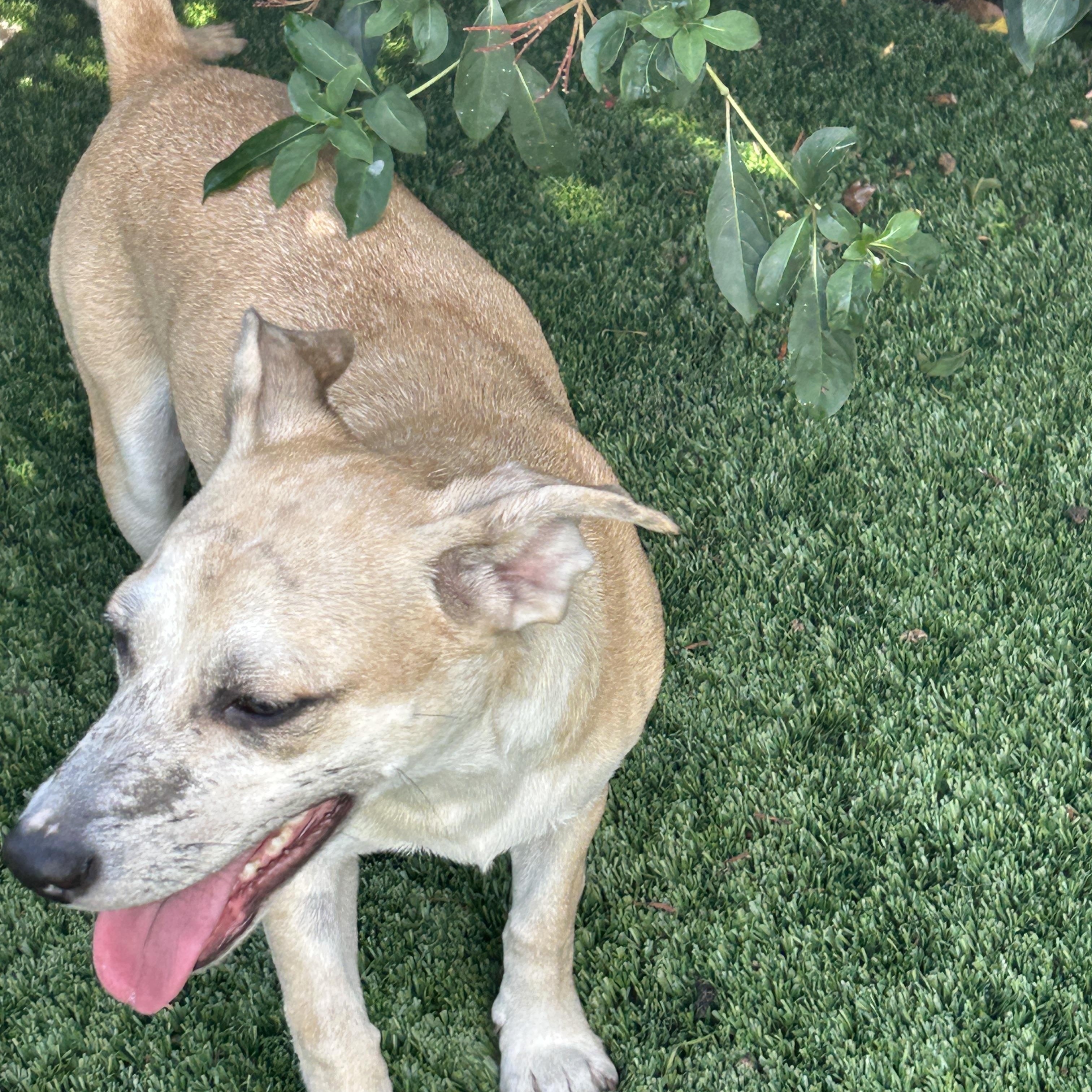 Freckle Nose, a Adoptable mixed breed in Sarasota, FL image 1/2