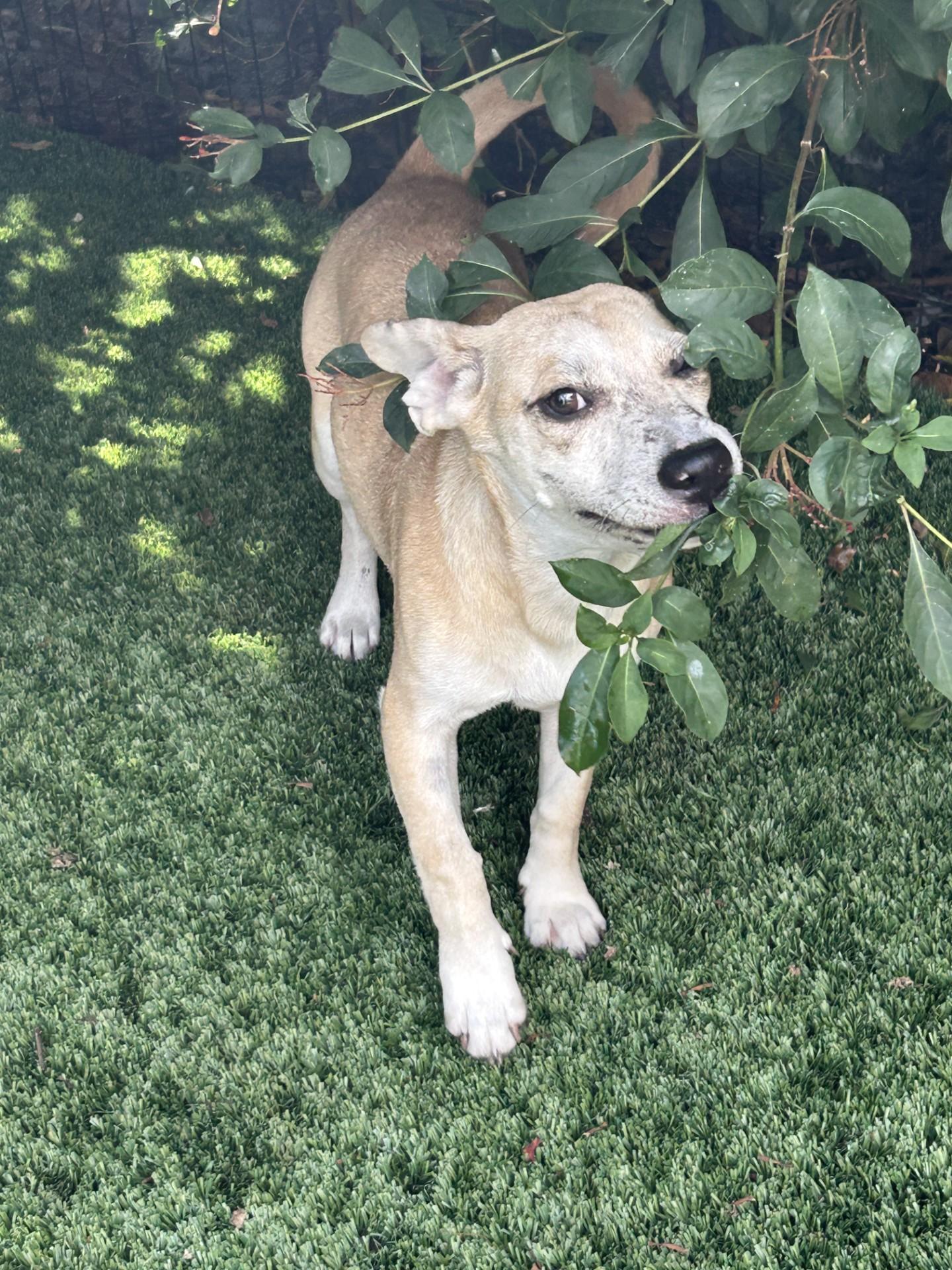 Freckle Nose, a Adoptable mixed breed in Sarasota, FL image 2/2