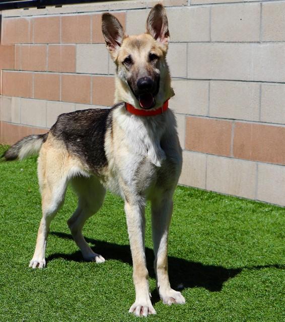 Enlarge SADIE, a Adoptable German Shepherd Dog in San Luis Obispo, CA image 1/1
