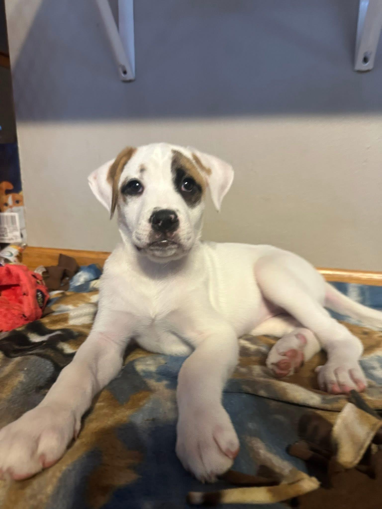 Princess the Mixed breed pup, a Adoptable mixed breed in Muskego, WI image 1/6