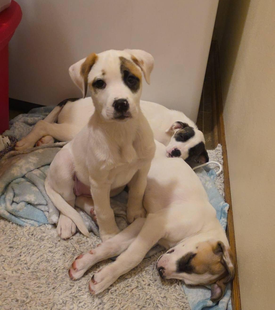 Princess the Mixed breed pup, a Adoptable mixed breed in Muskego, WI image 2/6