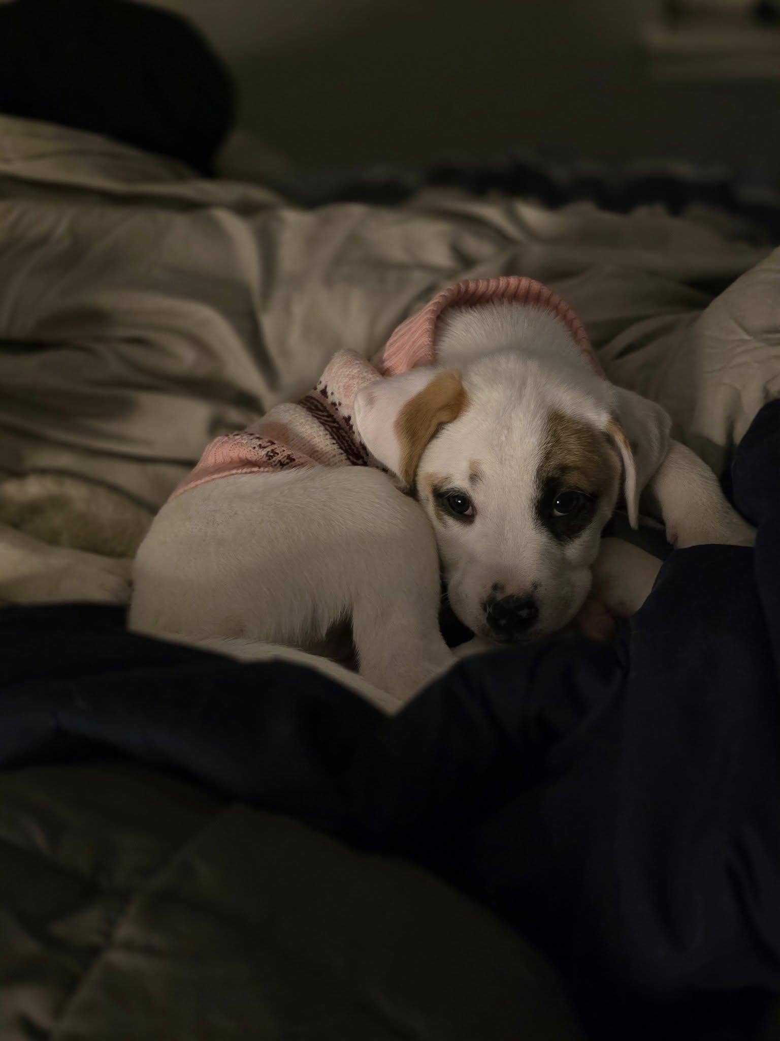 Princess the Mixed breed pup, a Adoptable mixed breed in Muskego, WI image 3/6