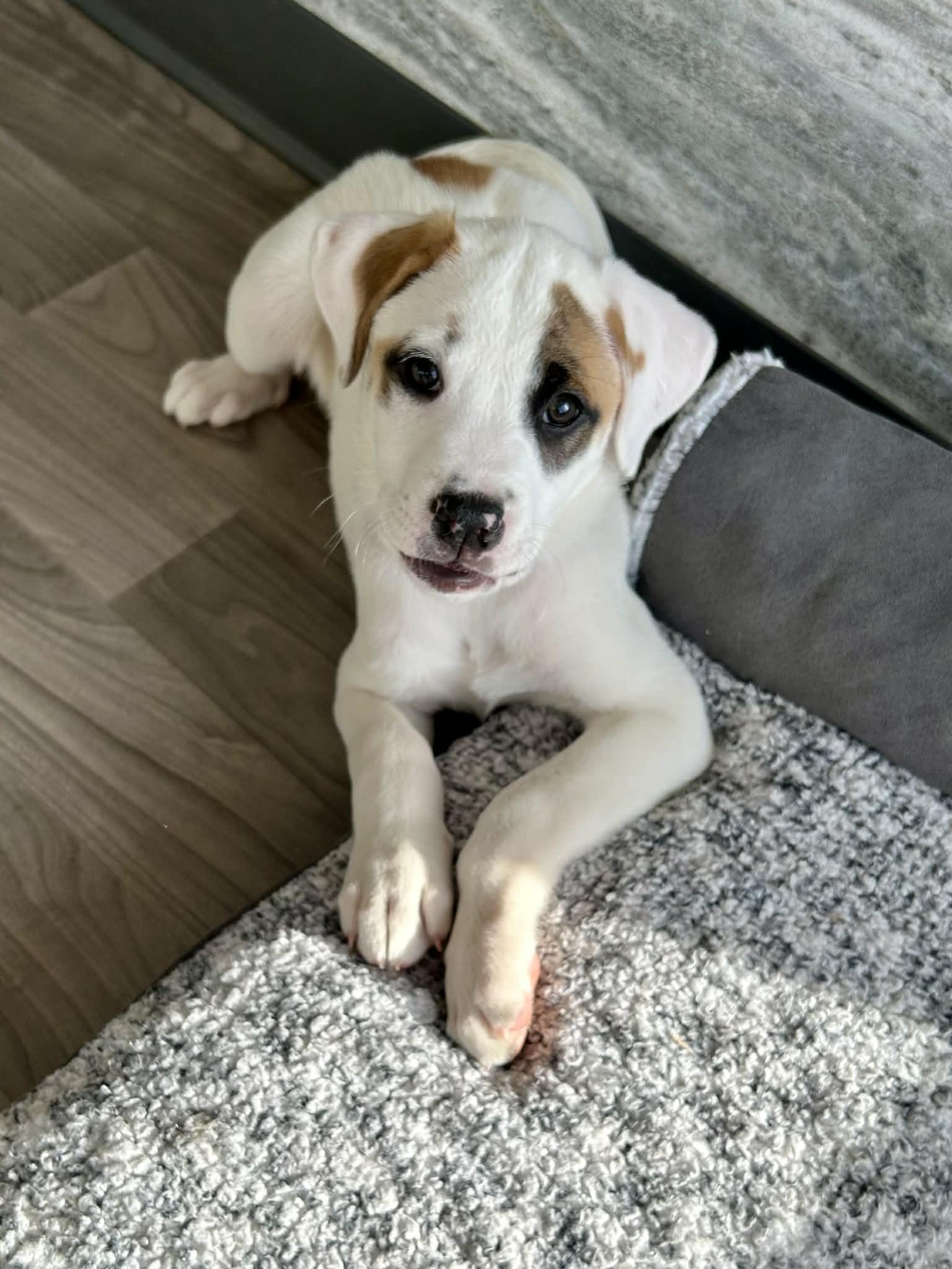 Princess the Mixed breed pup, a Adoptable mixed breed in Muskego, WI image 4/6