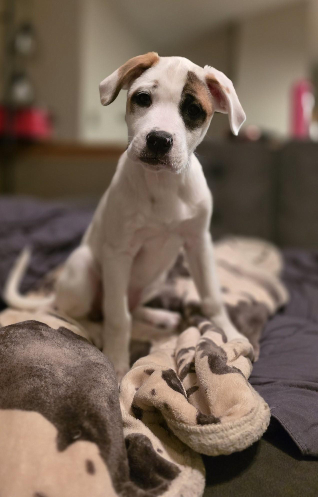 Princess the Mixed breed pup, a Adoptable mixed breed in Muskego, WI image 5/6