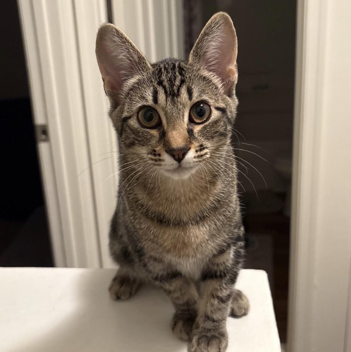 Amy, Adoptable, Kitten Female Domestic Short Hair.