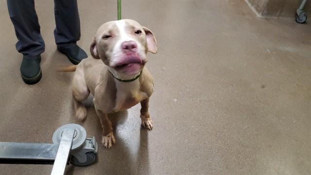 BARON, Adoptable, Young Male Pit Bull Terrier.
