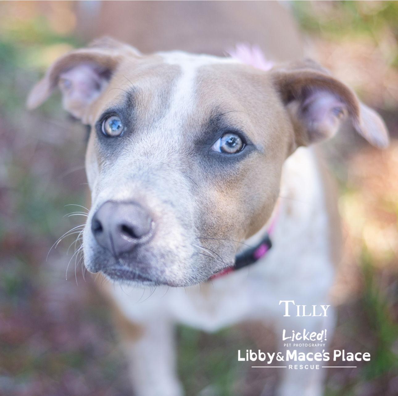 Tilly, Adoptable, Adult Female Hound & Mastiff.
