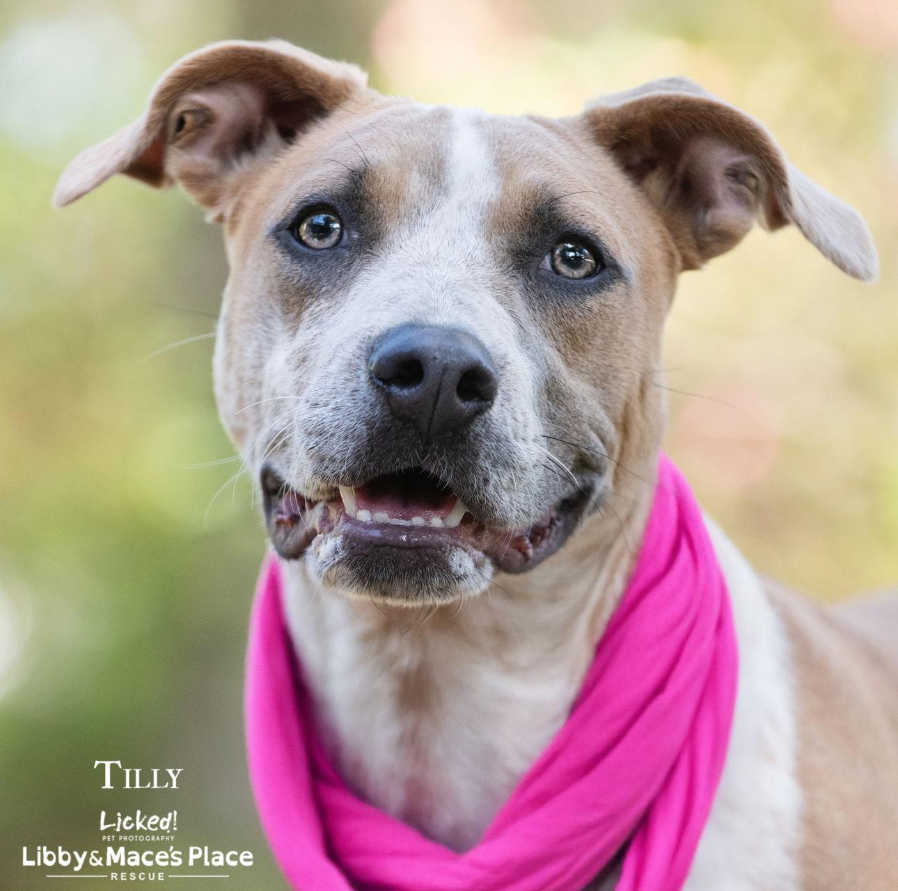 Tilly, a Adoptable mixed breed in Mount Pleasant, SC image 2/3