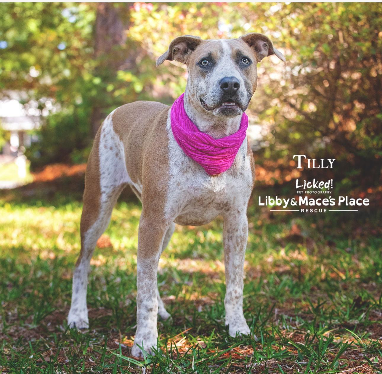 Tilly, a Adoptable mixed breed in Mount Pleasant, SC image 3/3