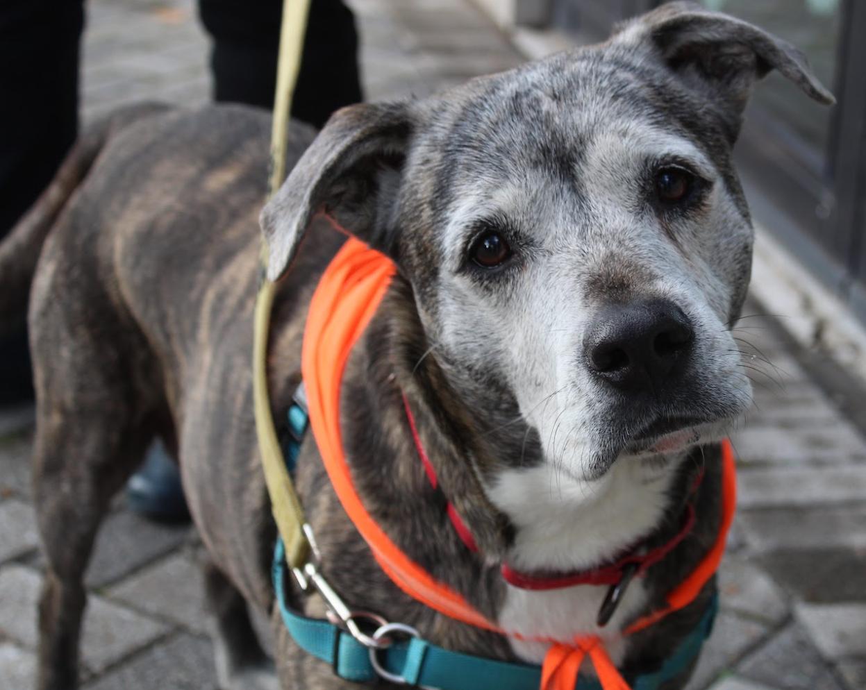 Luna, Adoptable, Senior Female Labrador Retriever & Mixed Breed.