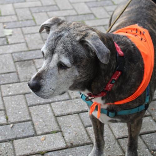 Enlarge Luna, a Adoptable mixed breed in Washington DC, DC image 1/6
