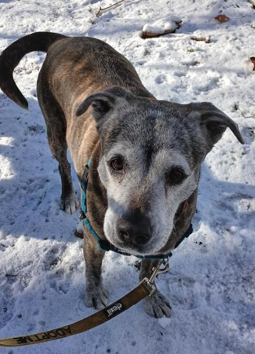 Enlarge Luna, a Adoptable mixed breed in Washington DC, DC image 2/6