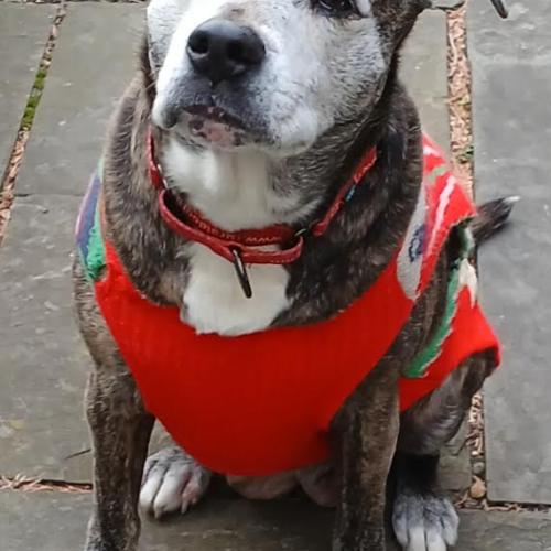 Enlarge Luna, a Adoptable mixed breed in Washington DC, DC image 3/6