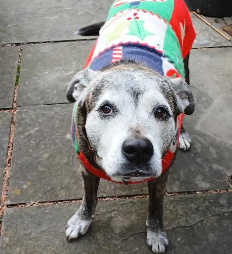 Enlarge Luna, a Adoptable mixed breed in Washington DC, DC image 4/6