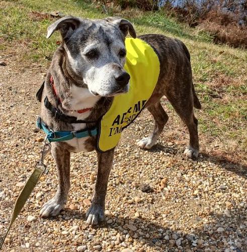 Enlarge Luna, a Adoptable mixed breed in Washington DC, DC image 6/6