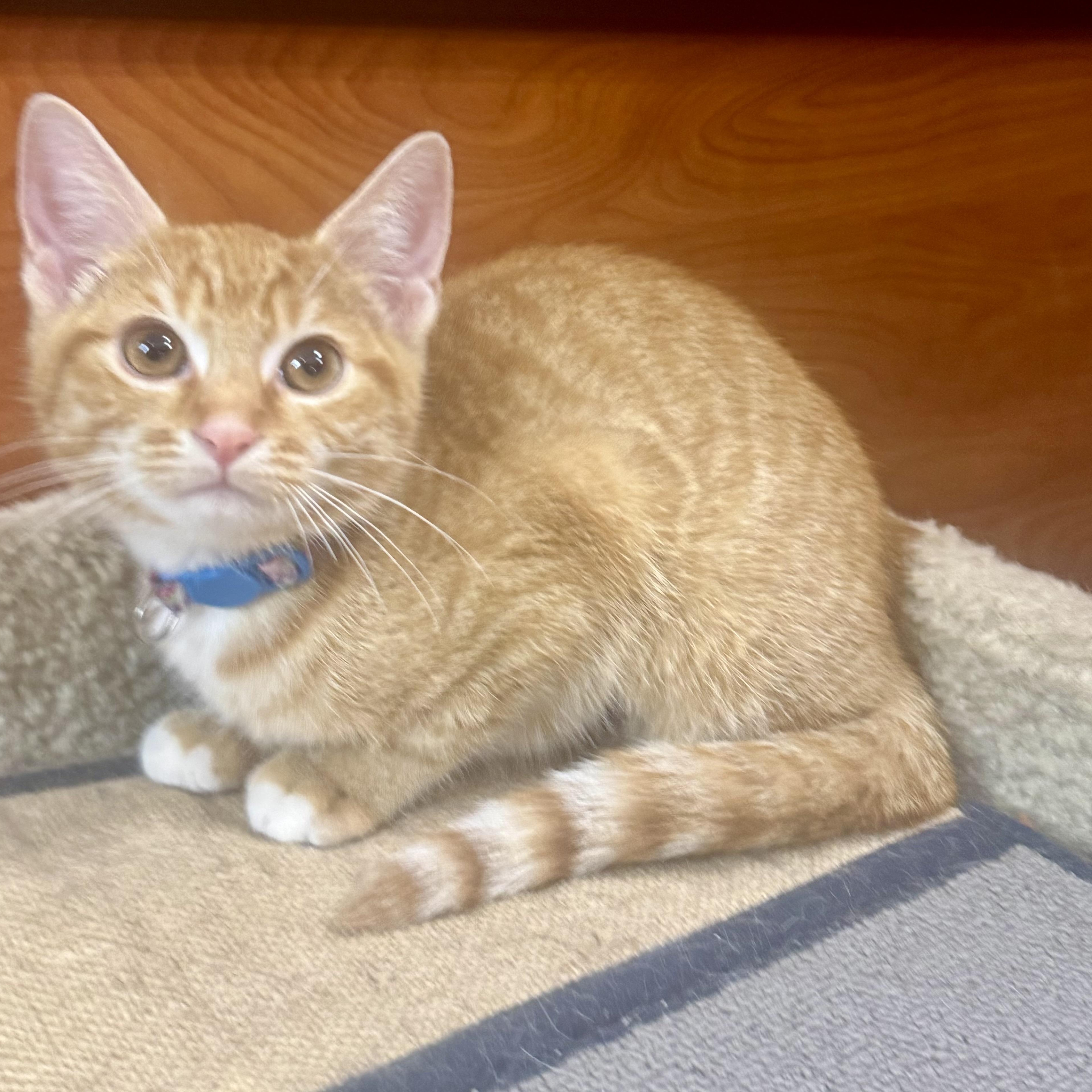Ocean, a Adoptable Domestic Short Hair in Memphis, TN image 2/5