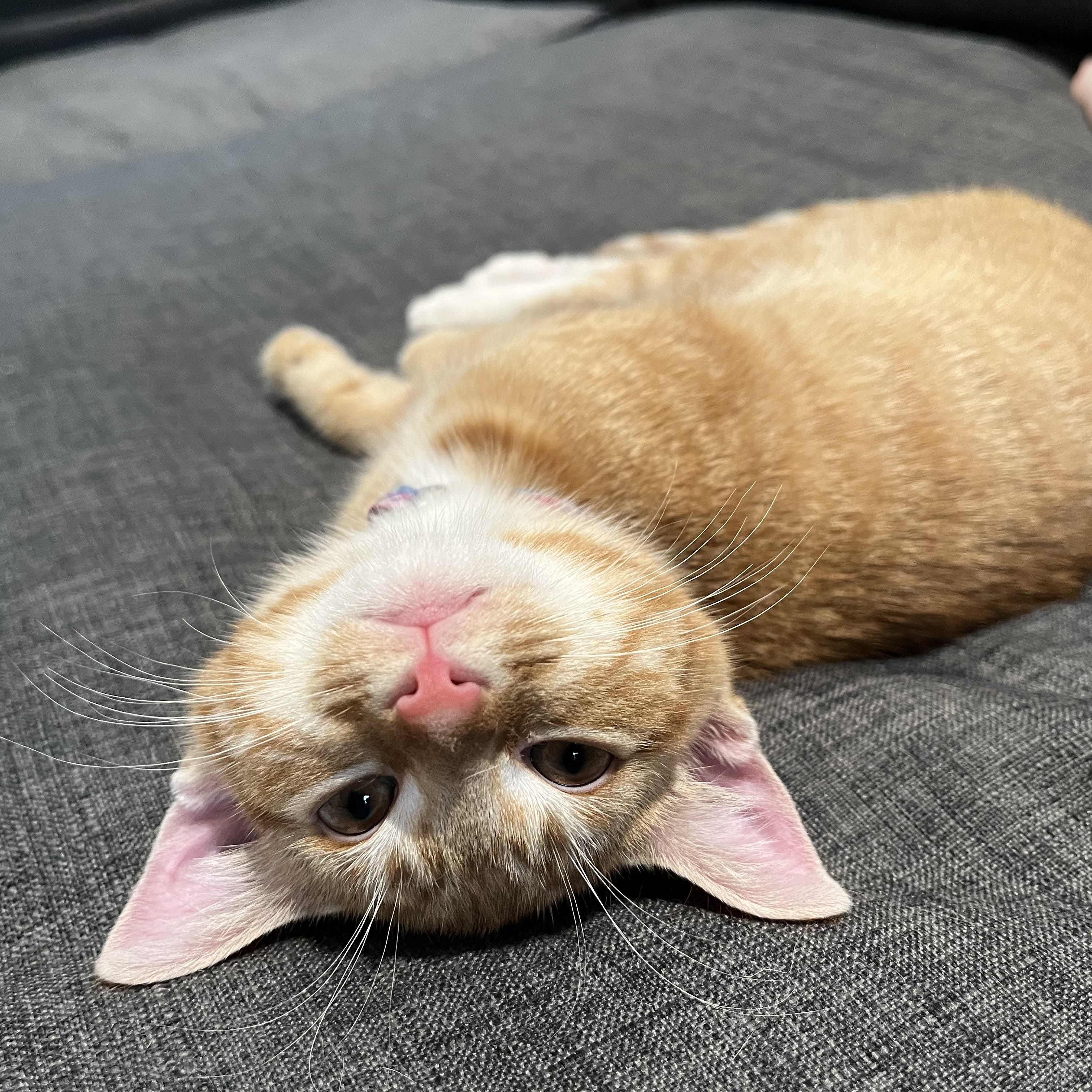 Ocean, a Adoptable Domestic Short Hair in Memphis, TN image 5/5