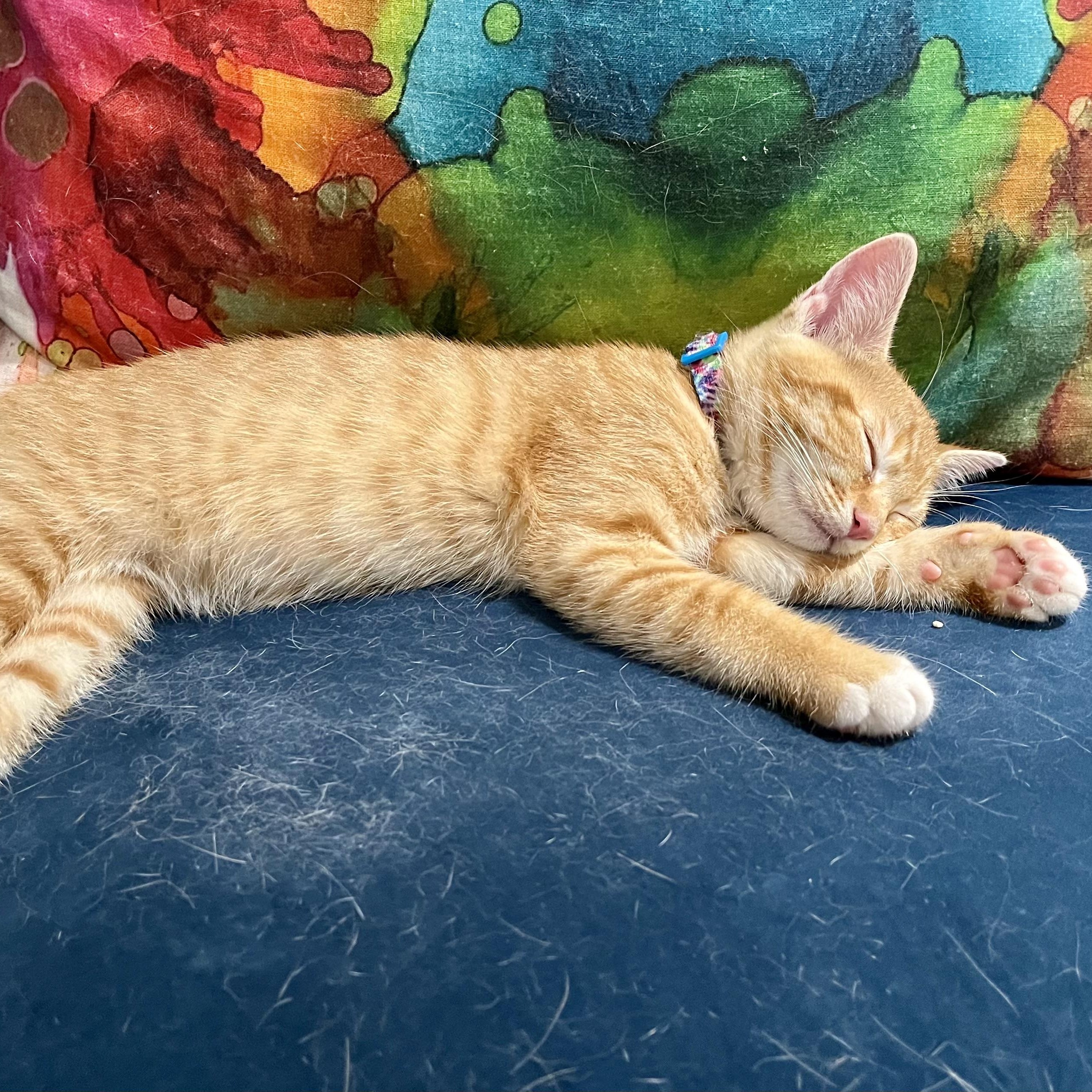 Ocean, a Adoptable Domestic Short Hair in Memphis, TN image 3/5