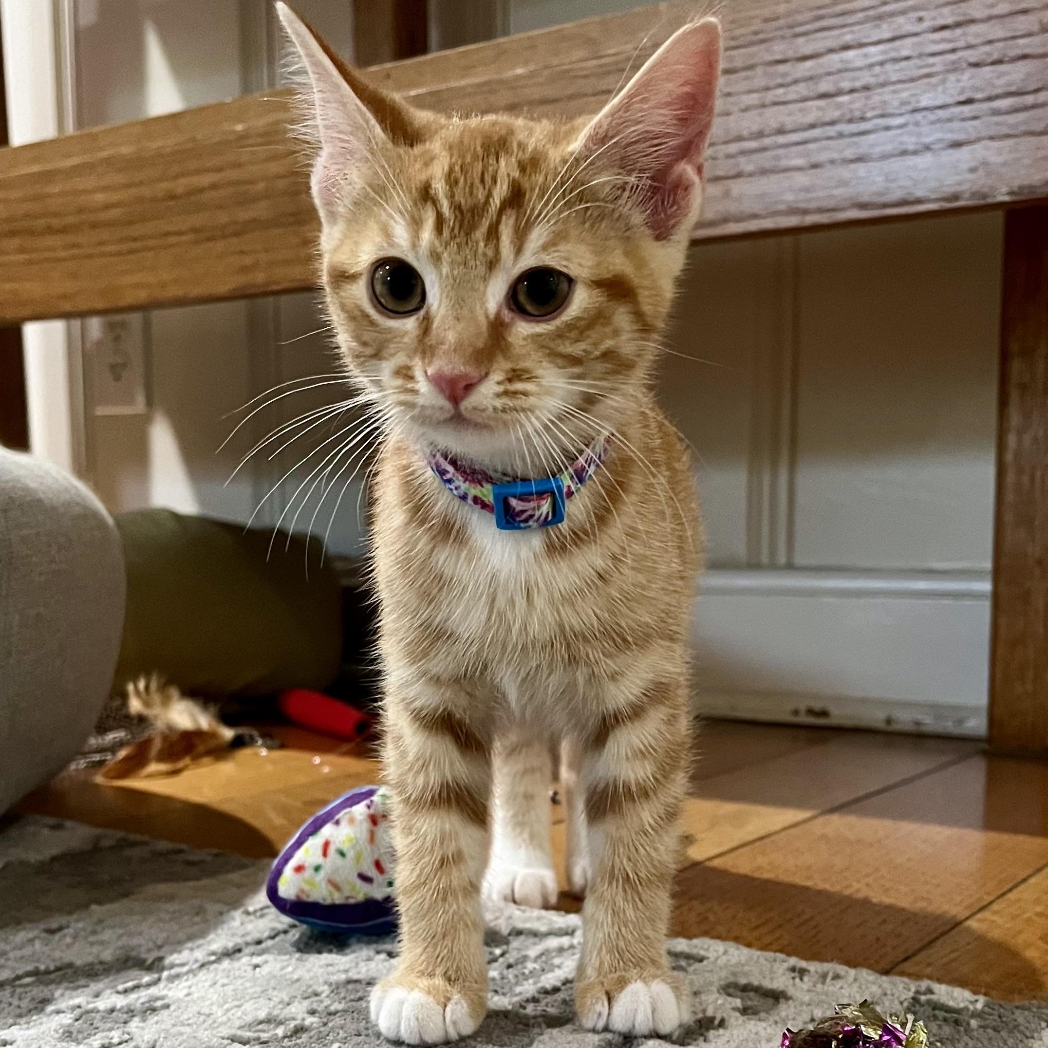 Ocean, Adoptable, Kitten Male Domestic Short Hair.
