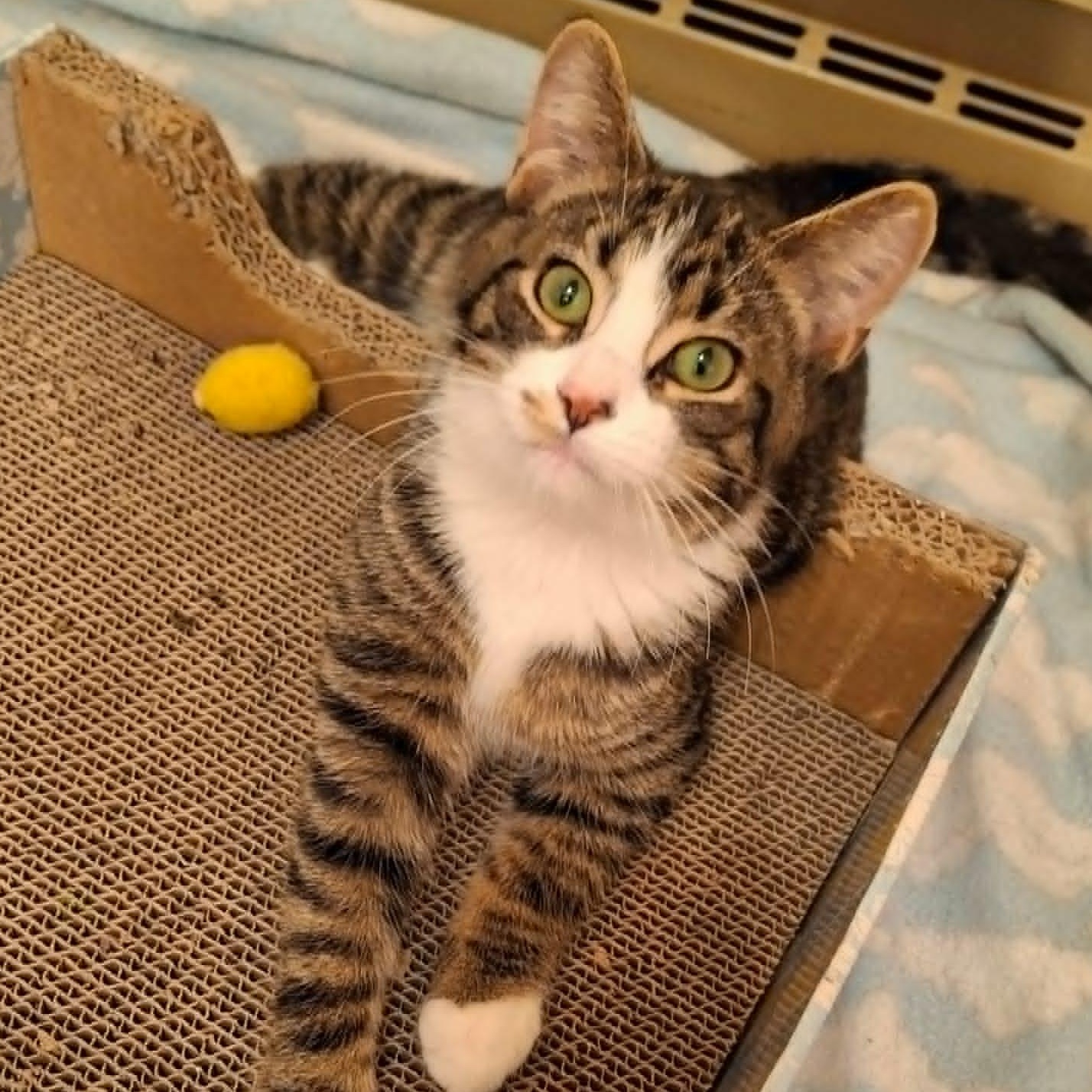 Cheese Sandwich, a Adoptable Domestic Short Hair image 2/4