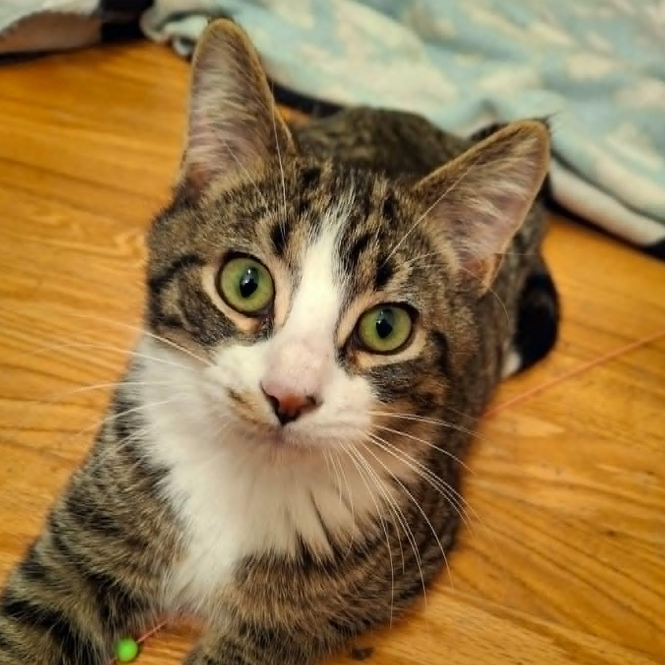 Cheese Sandwich, Adoptable, Kitten Female Domestic Short Hair.