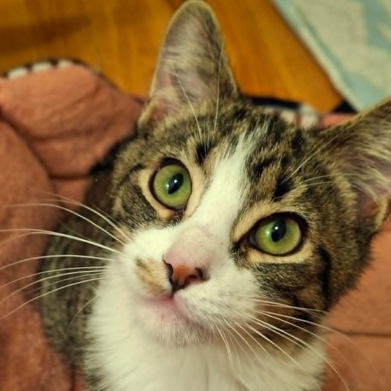 Cheese Sandwich, a Adoptable Domestic Short Hair image 4/4