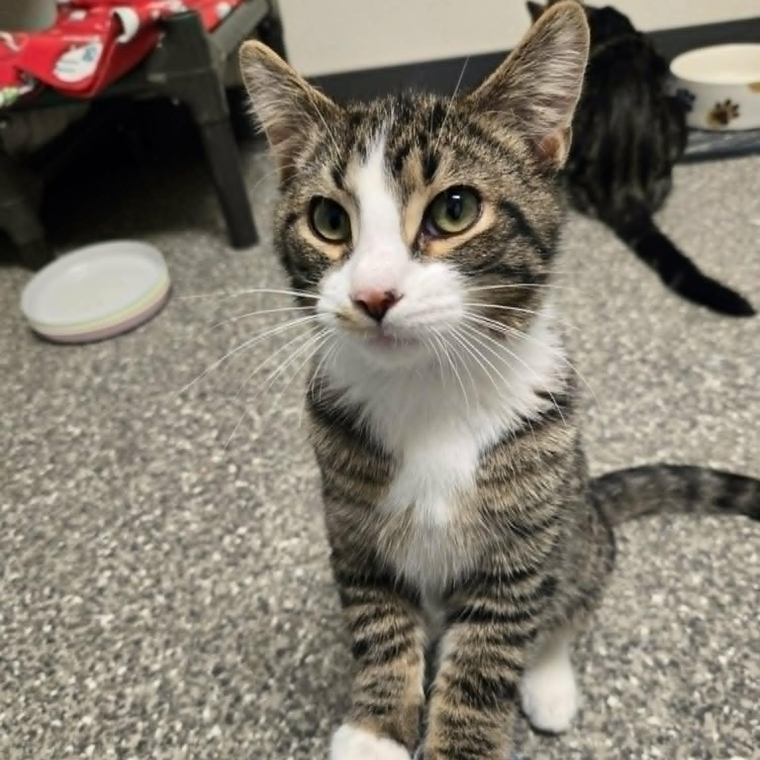 Cheese Sandwich, Adoptable, Kitten Male Domestic Short Hair.