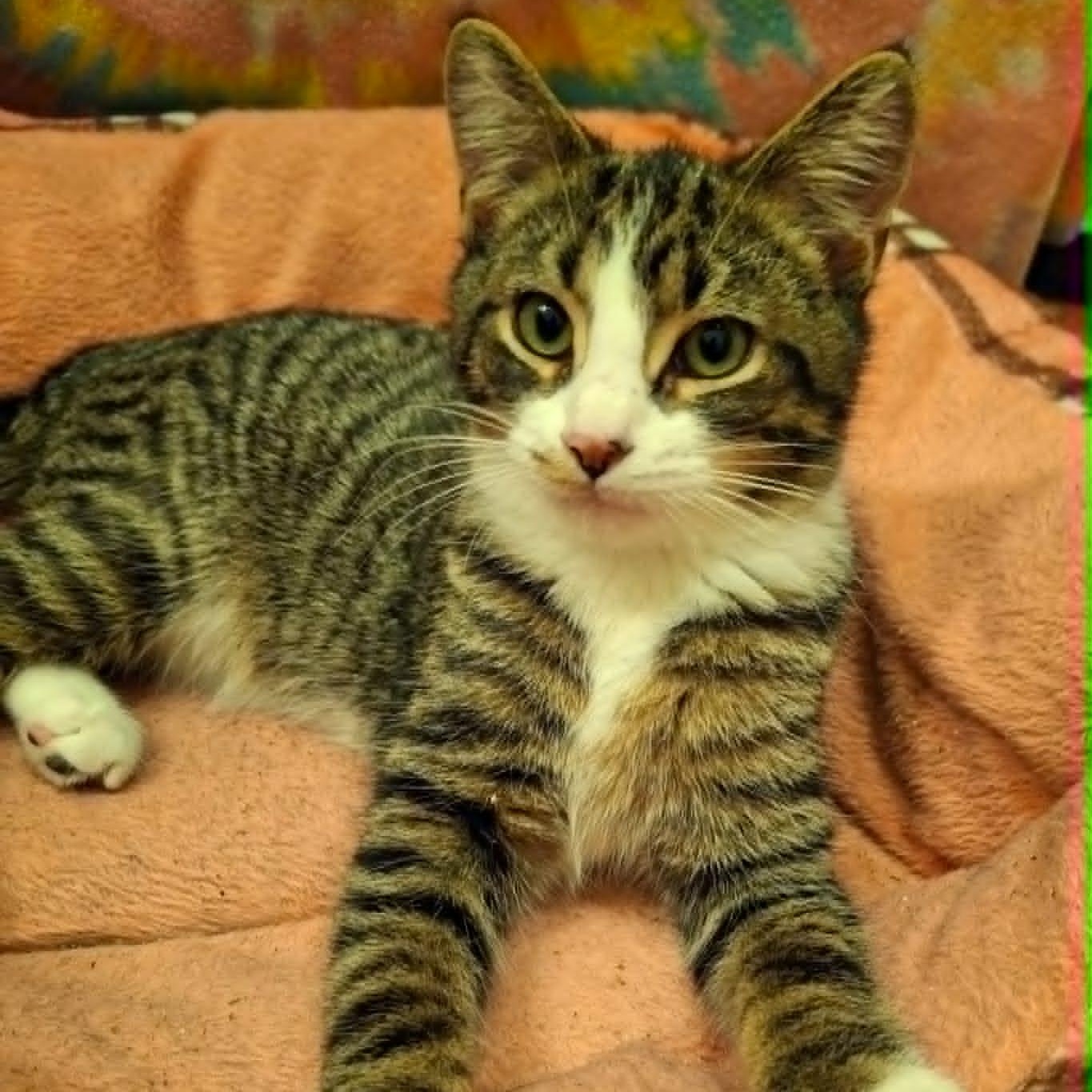 Cheese Sandwich, a Adoptable Domestic Short Hair image 3/4