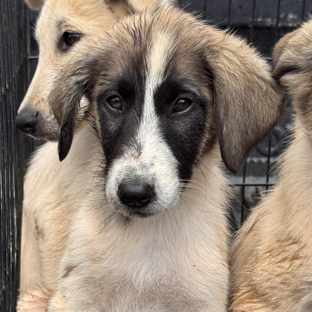 Autumn Blaze aka SG Pup 3, Adoptable, Puppy Female Anatolian Shepherd & Husky.