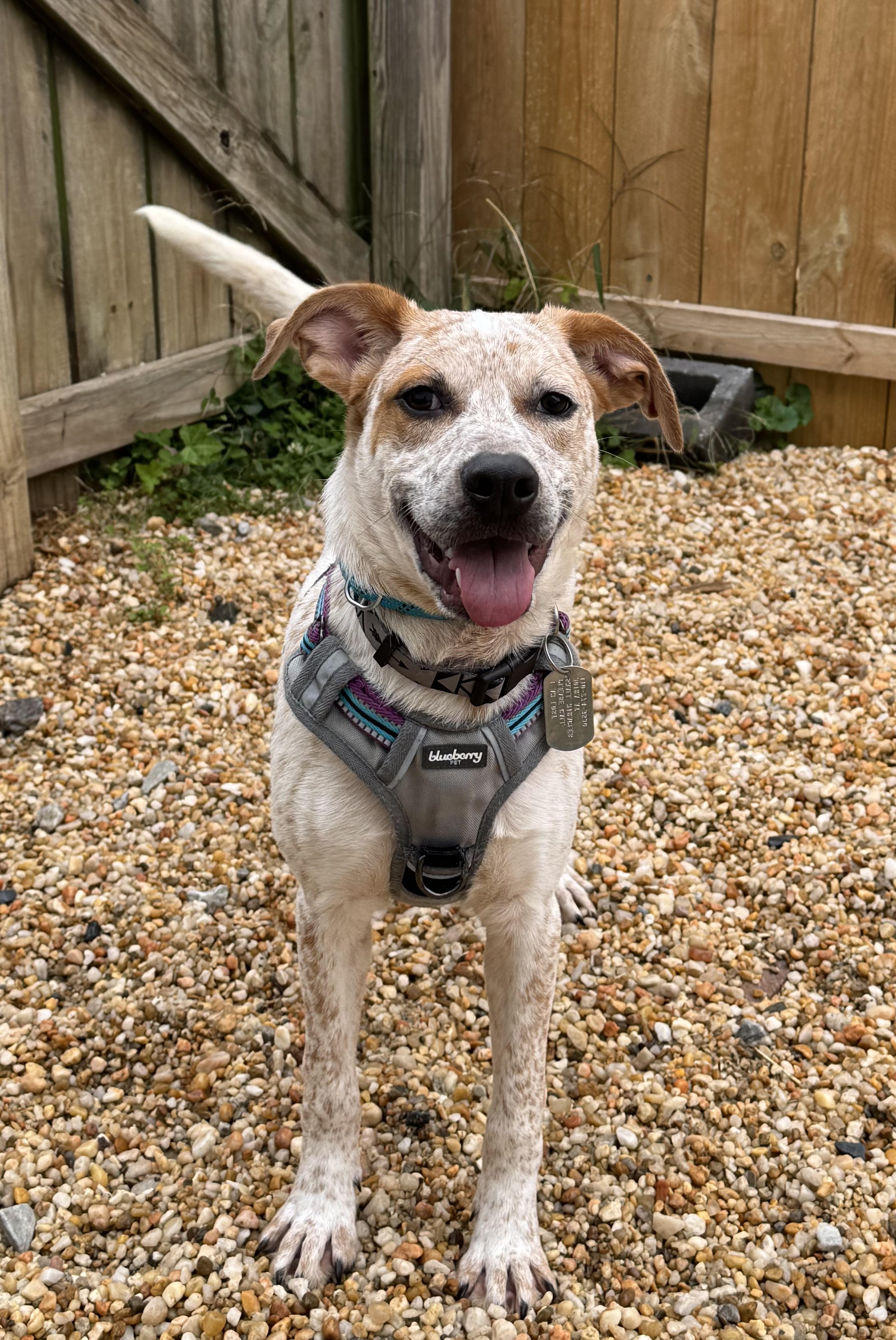Basil, a Adoptable mixed breed in Ellicott City, MD image 2/2