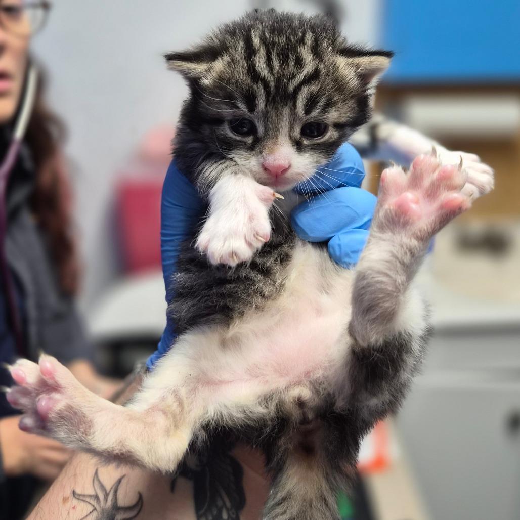 Deputy, Adoptable, Kitten Male Domestic Medium Hair.