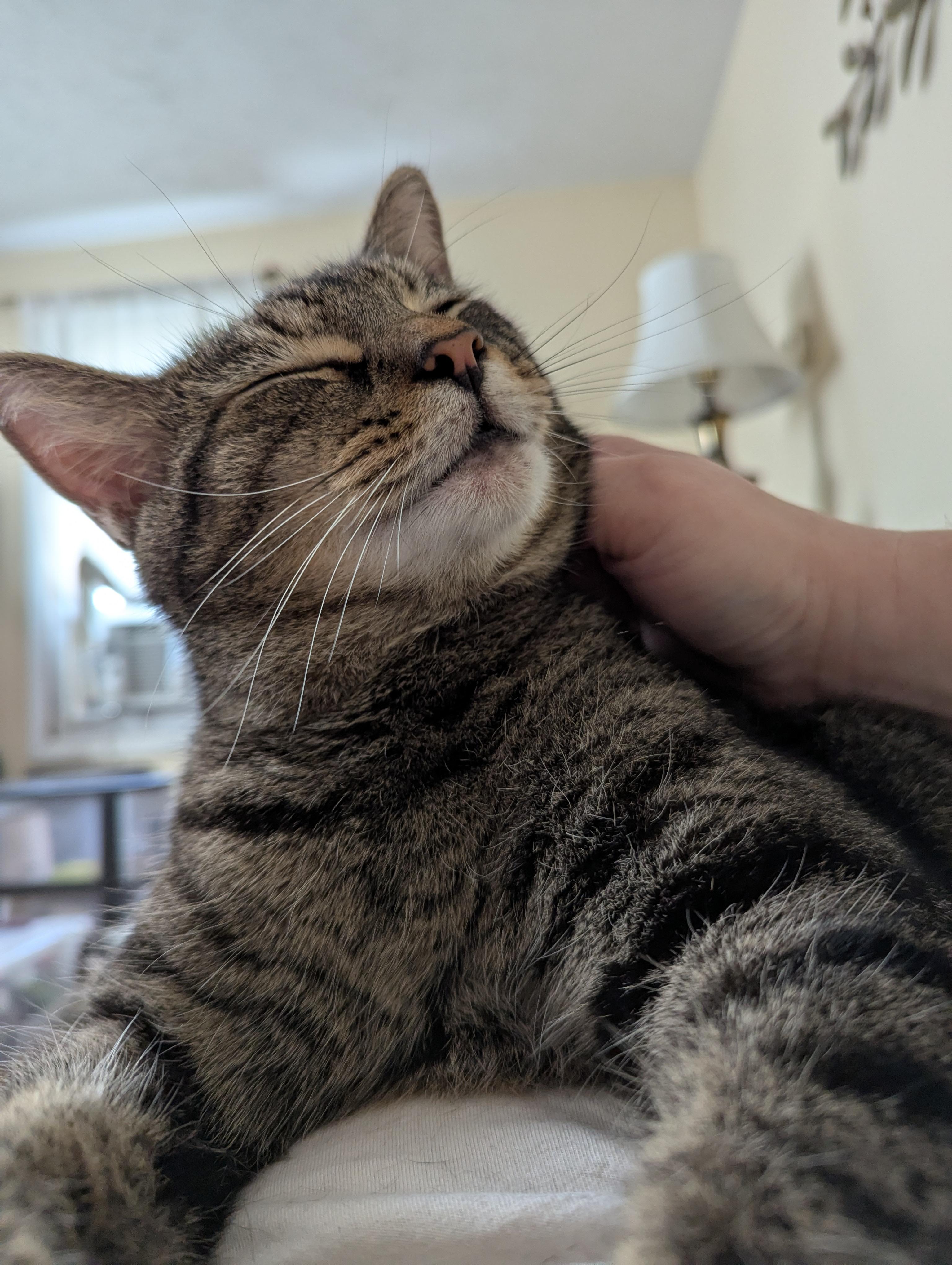 Malibu (Mallow), an adoptable Tabby in Morgantown, WV, 26501 | Photo Image 1